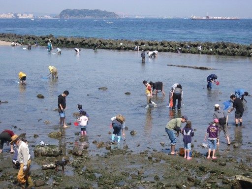 走水海岸での潮干狩り情報 混雑状況 アクセス案内 なんでもありかよ