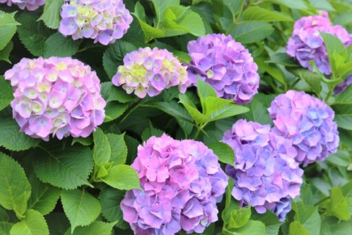 東京の紫陽花名所を23区内から9選ご紹介